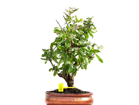 Punica Granatum Nejikan 0001