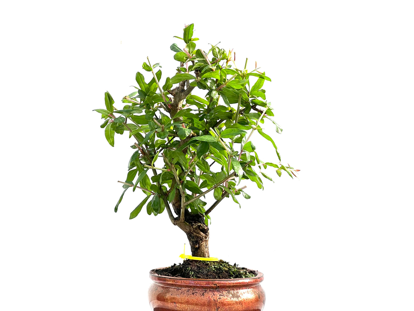 Punica Granatum Nejikan 0001