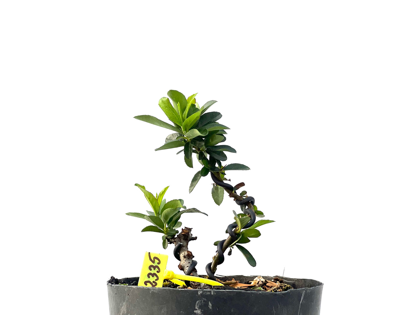 Pyracantha 2335