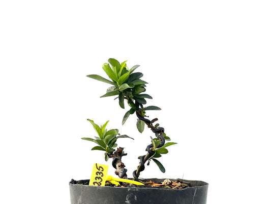 Pyracantha 2335