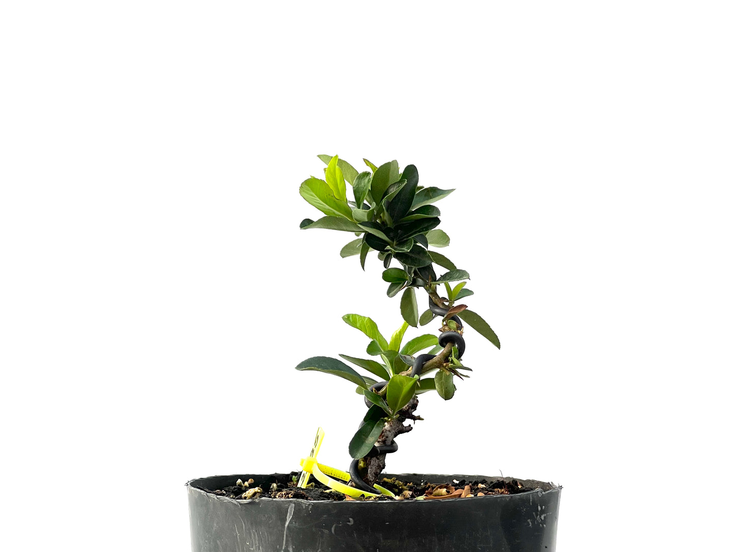 Pyracantha 2335