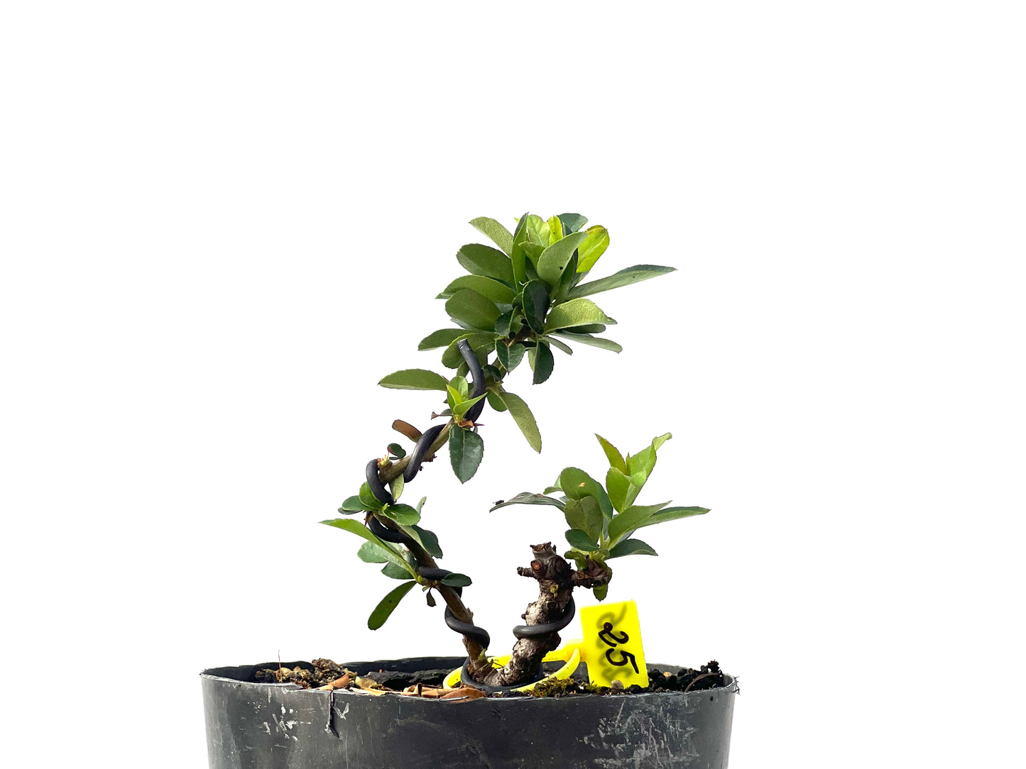 Pyracantha 2335