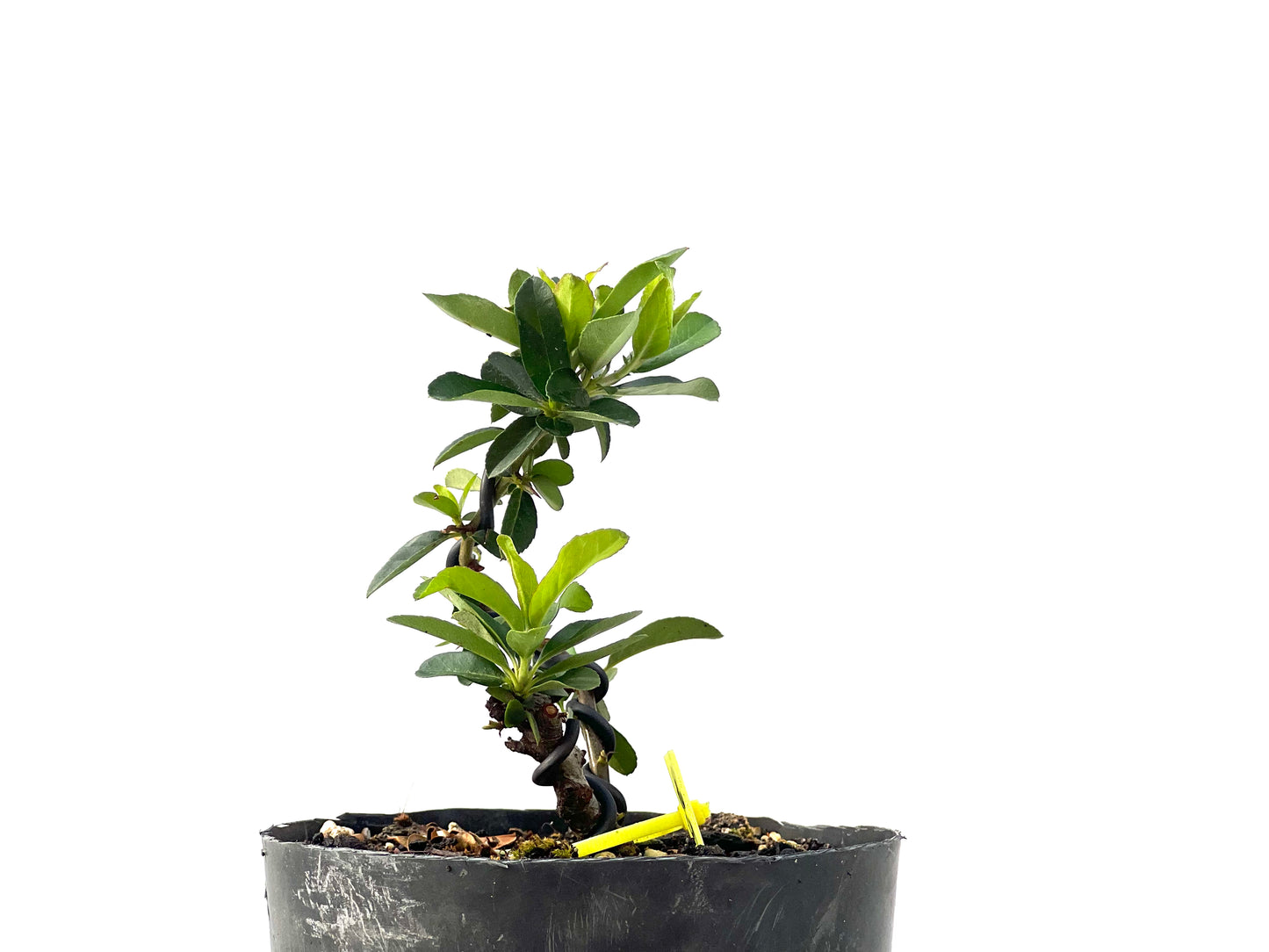 Pyracantha 2335