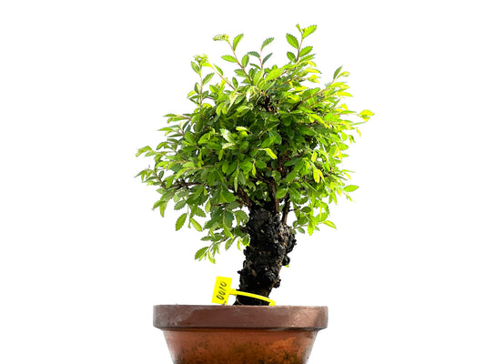 Zelkova Nire 0010