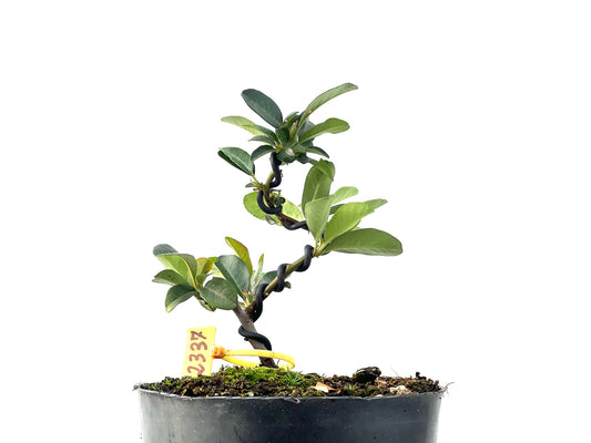 Pyracantha 2337