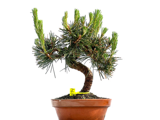 Pinus Thunbergii 0014