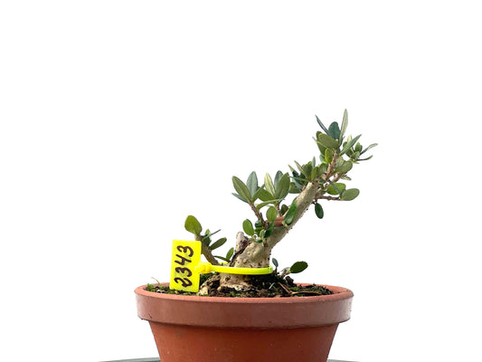 Olea Europaea Sylvestris 2343