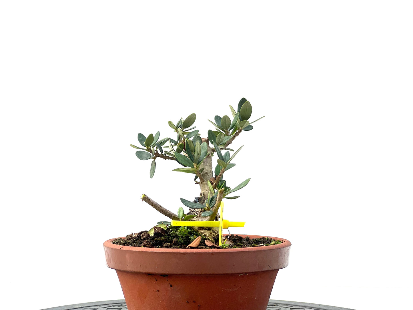 Olea Europaea Sylvestris 2343