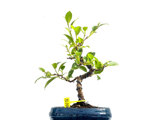 Ficus Tiger Bark 0016