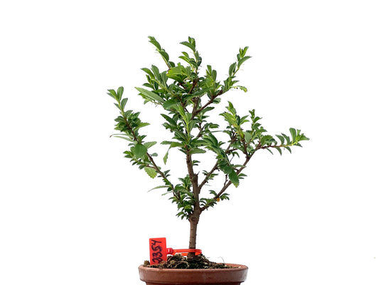 Olmo Nire Keyaki 2354