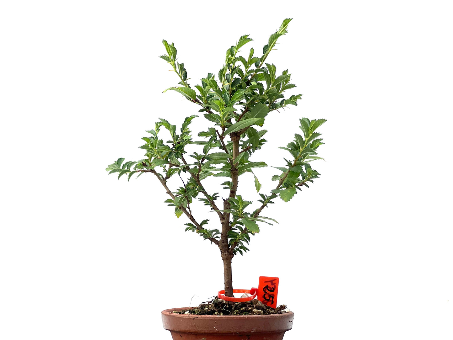 Olmo Nire Keyaki 2354
