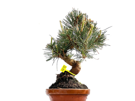Pinus Thunbergii 0012