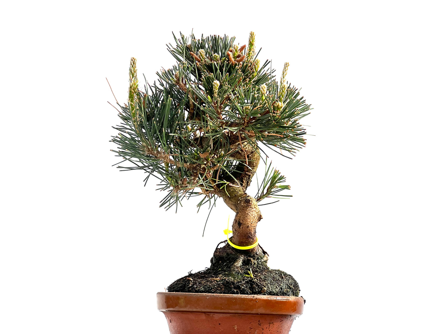 Pinus Thunbergii 0012