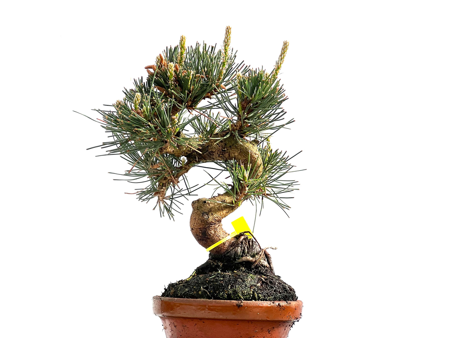 Pinus Thunbergii 0012