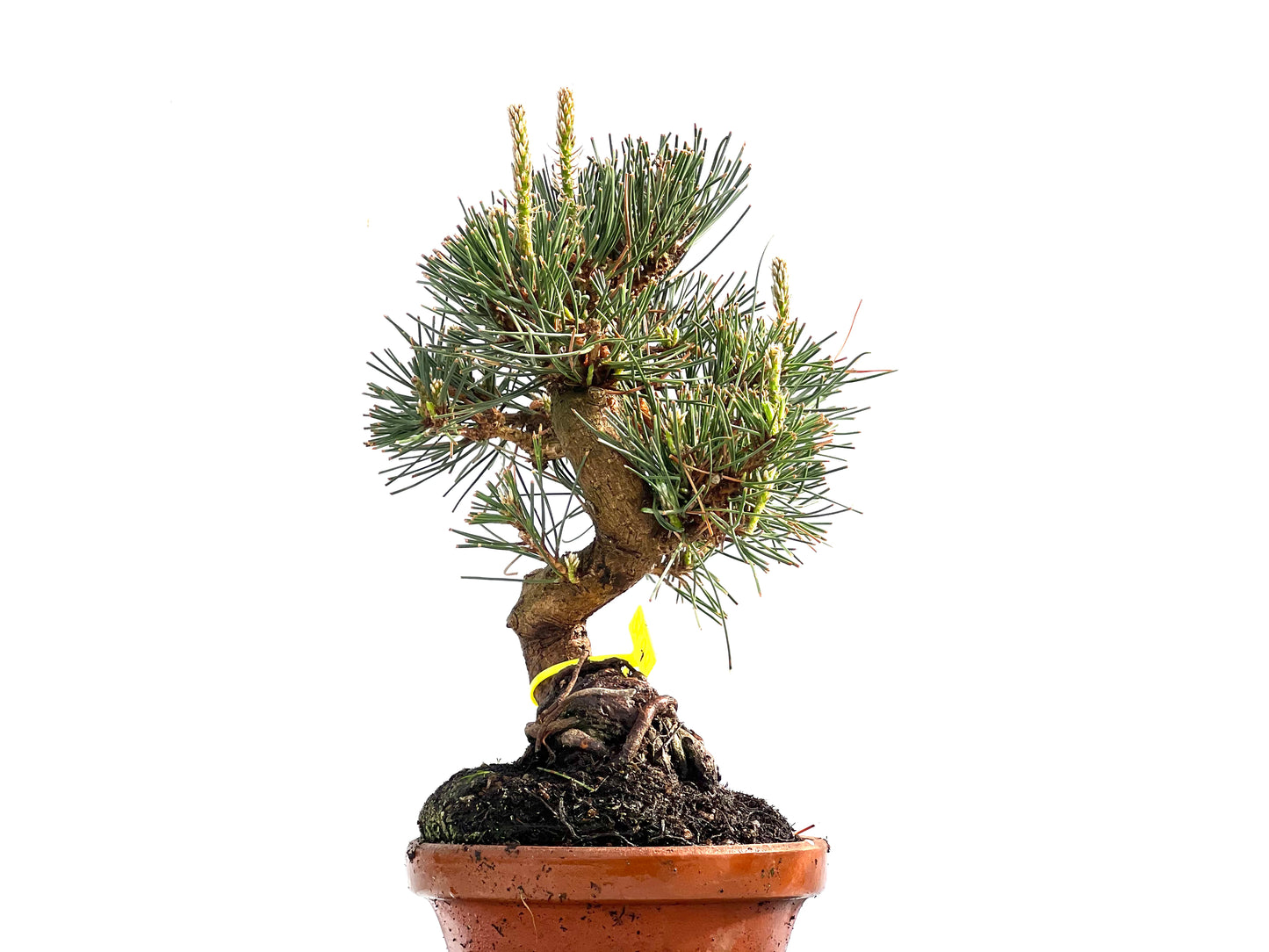 Pinus Thunbergii 0012