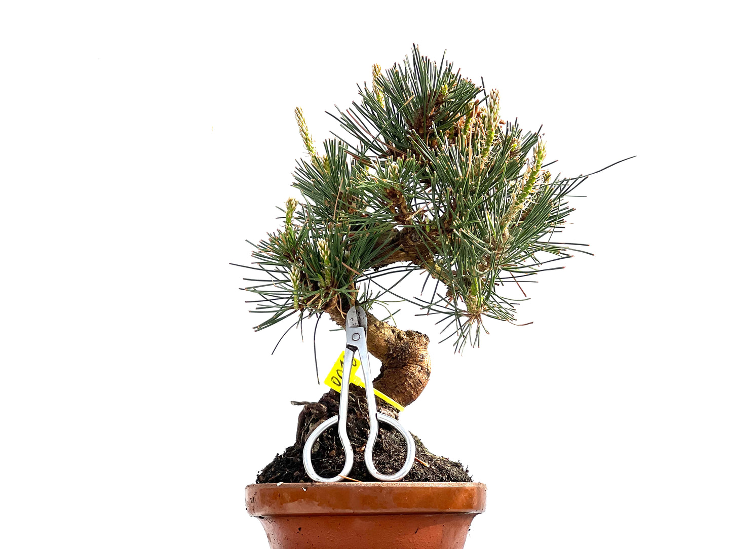 Pinus Thunbergii 0012