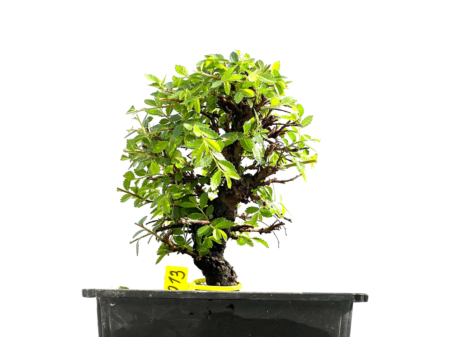 Zelkova Nire 0013