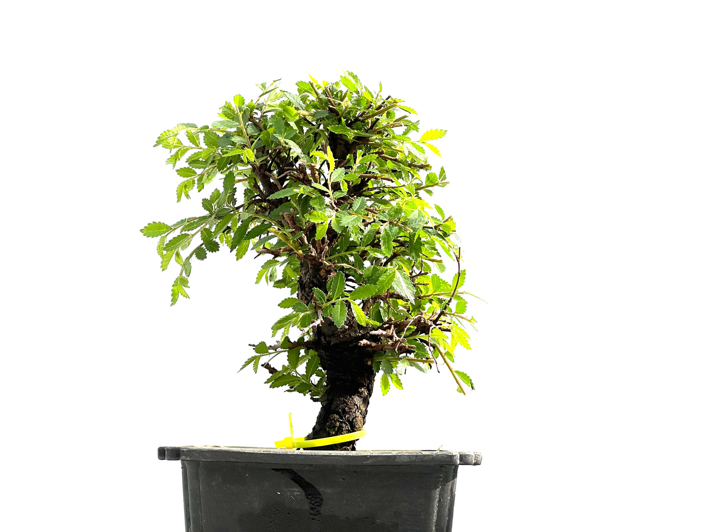 Zelkova Nire 0013