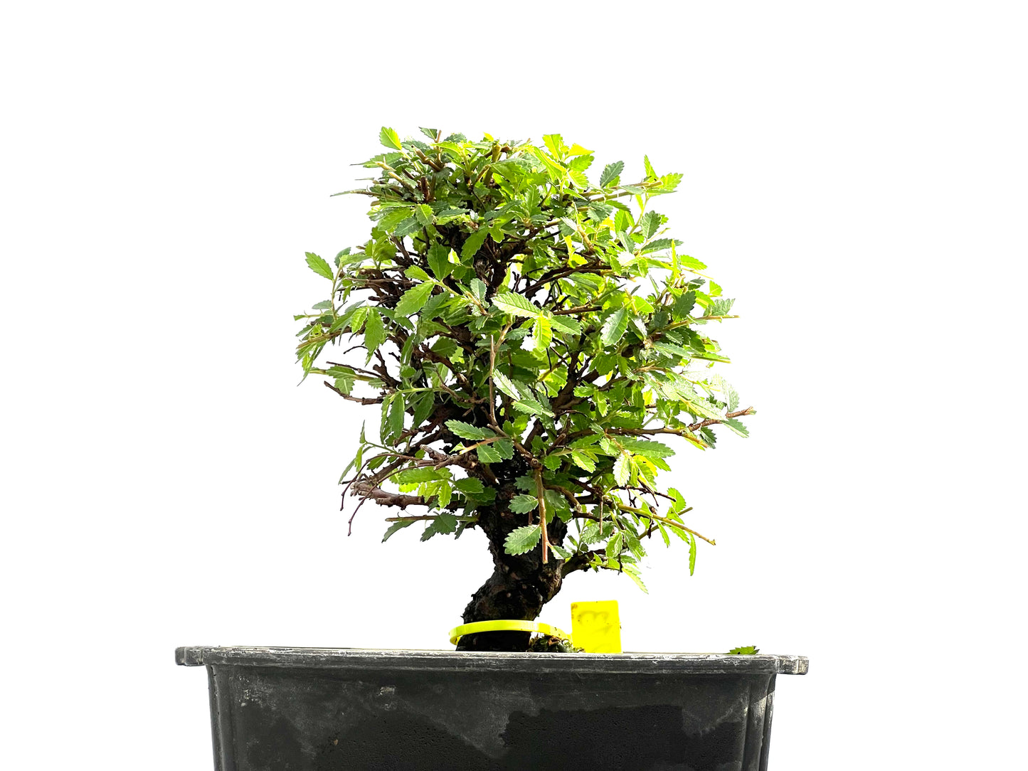 Zelkova Nire 0013