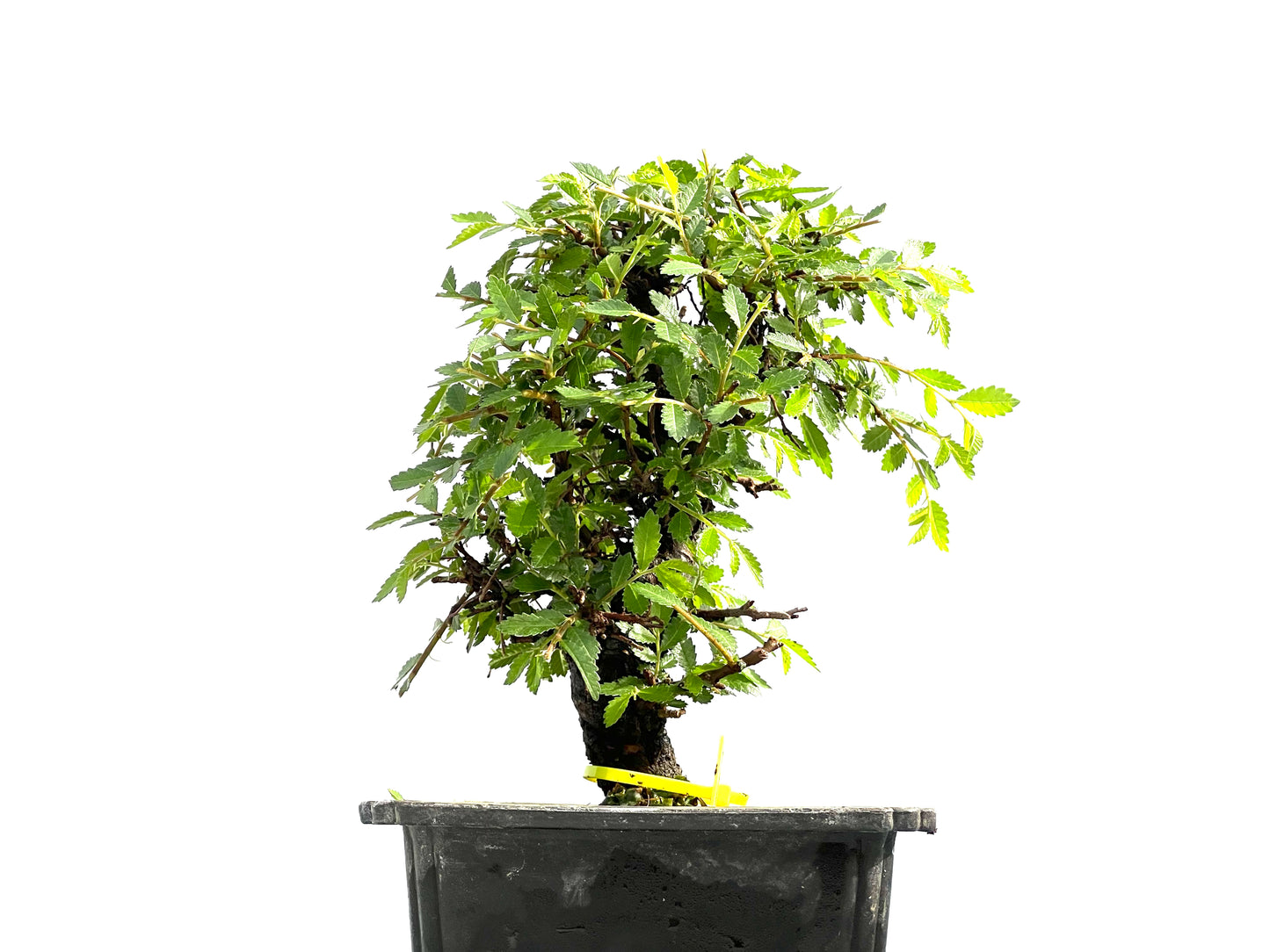 Zelkova Nire 0013