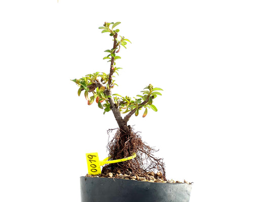 Cotoneaster Horizontalis Neagari 0019