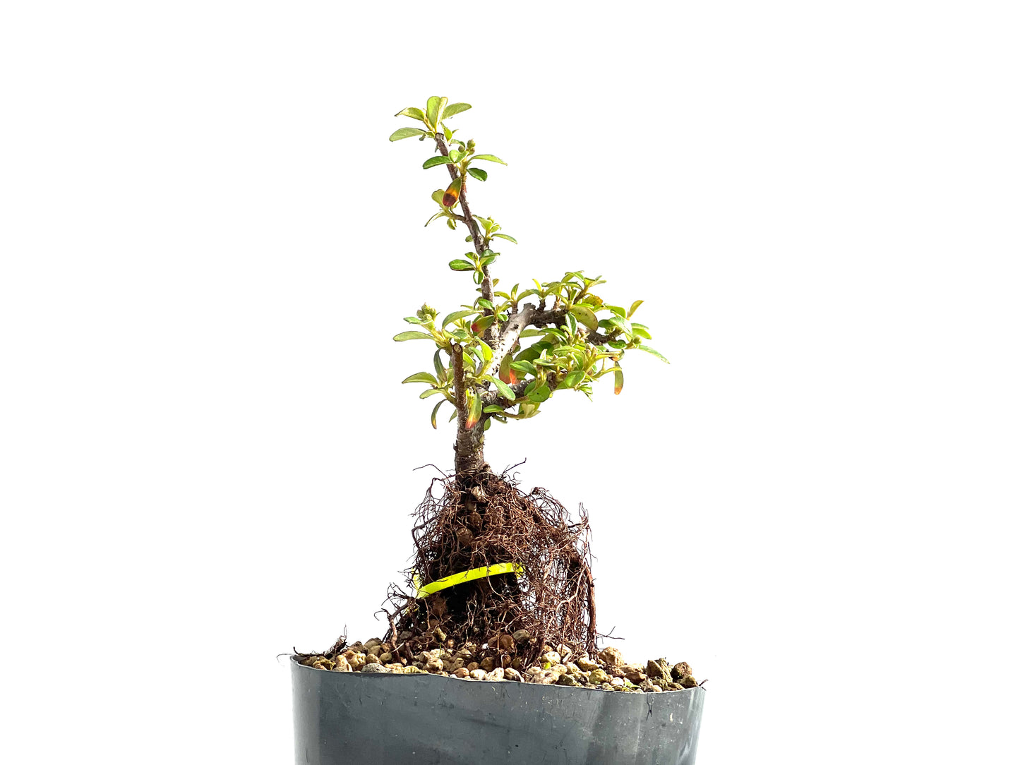 Cotoneaster Horizontalis Neagari 0019