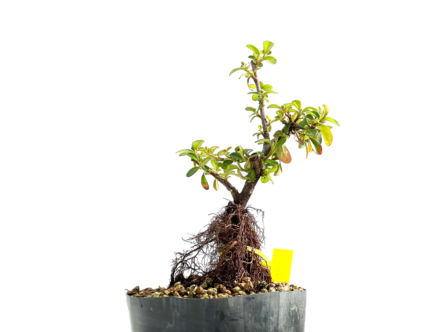Cotoneaster Horizontalis Neagari 0019