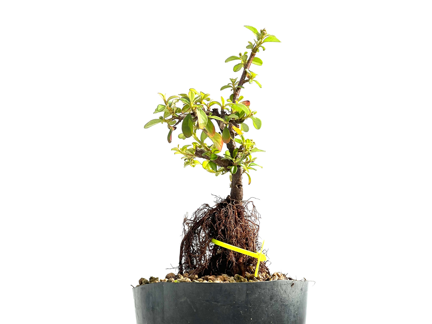 Cotoneaster Horizontalis Neagari 0019