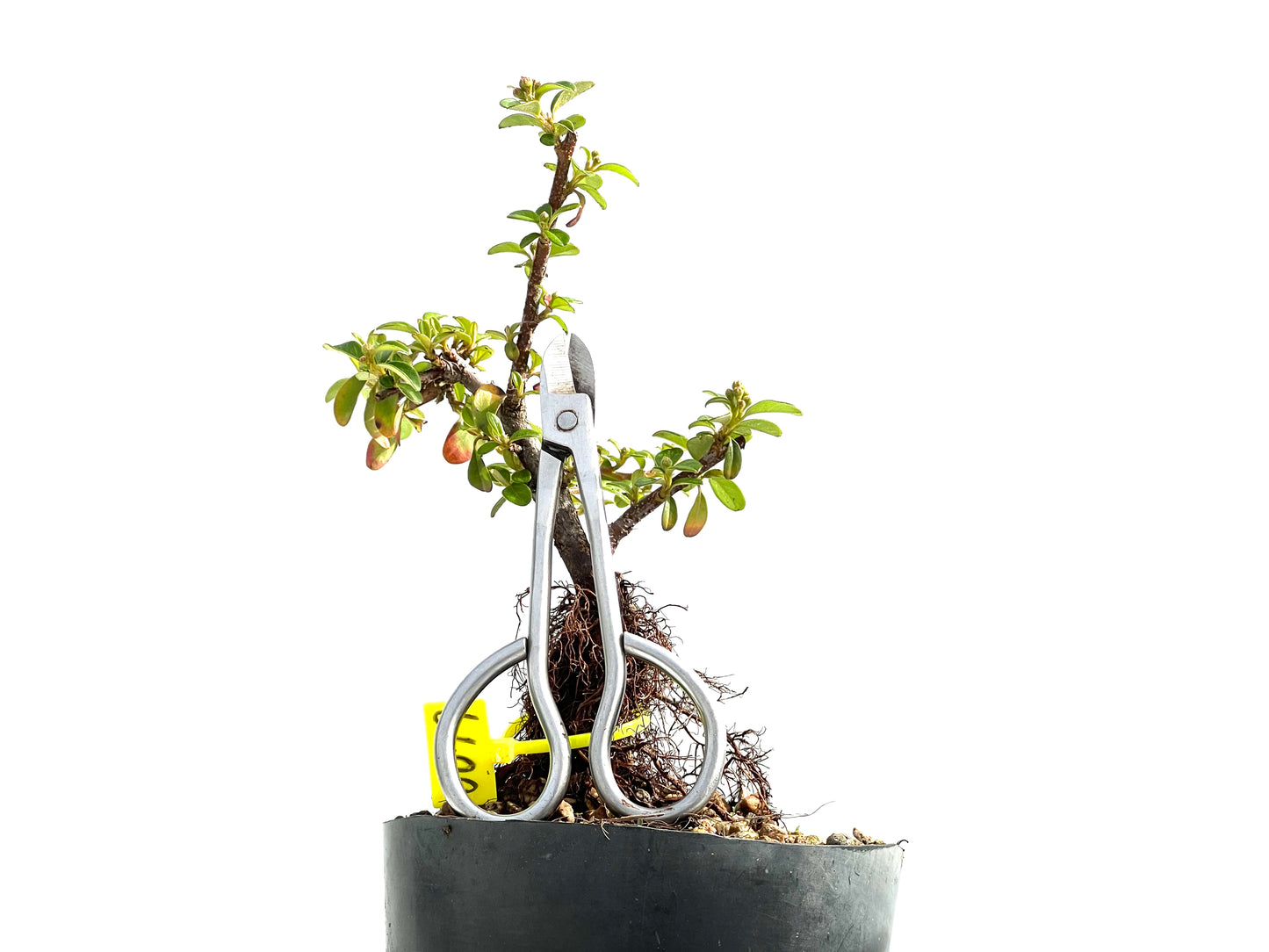 Cotoneaster Horizontalis Neagari 0019