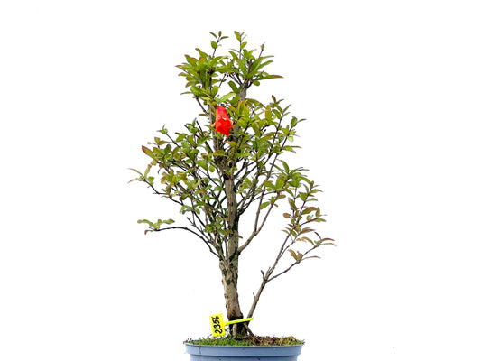 Punica Granatum Nana 2356