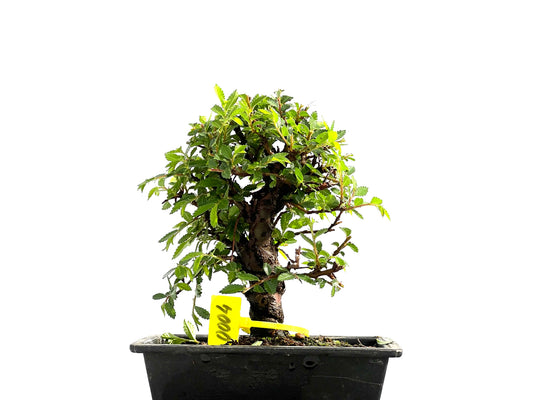 Zelkova Nire 0004