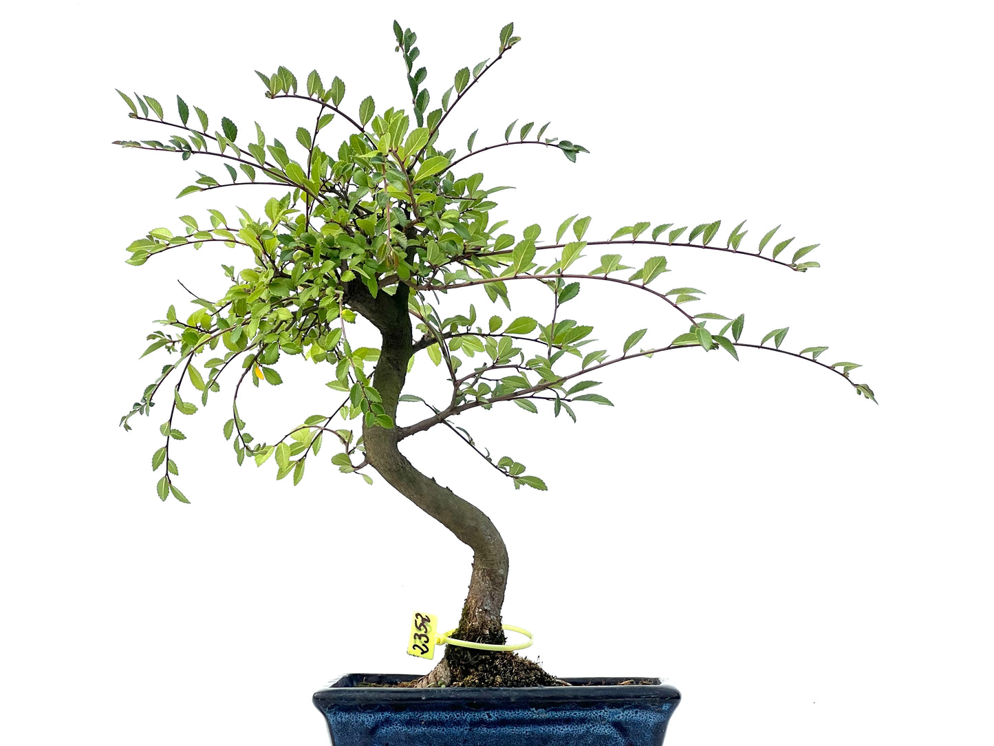 Ulmus Parvifolia 2352