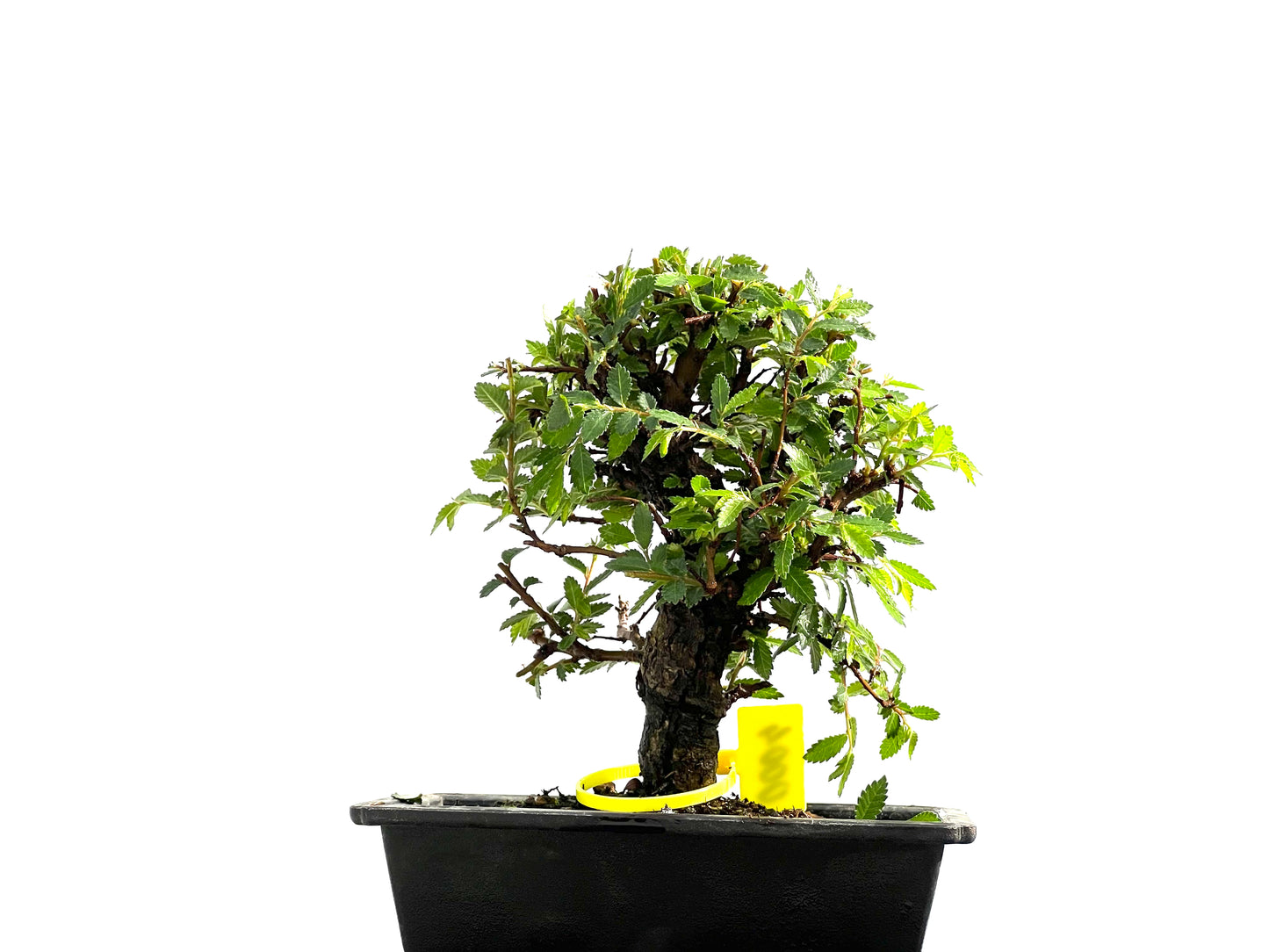 Zelkova Nire 0004