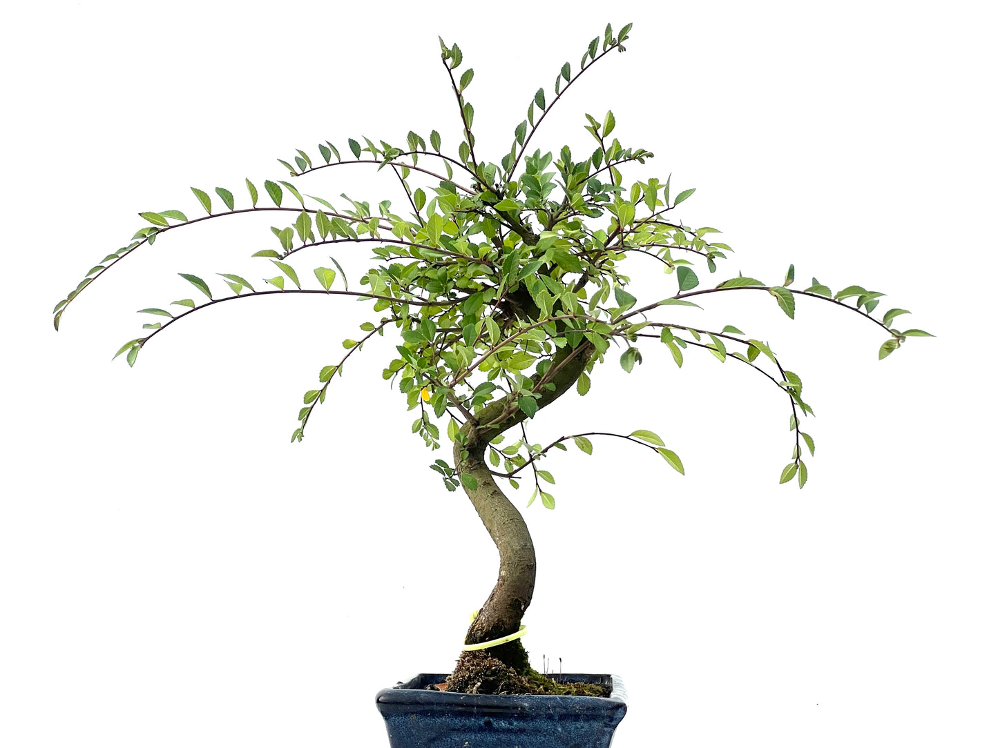 Ulmus Parvifolia 2352