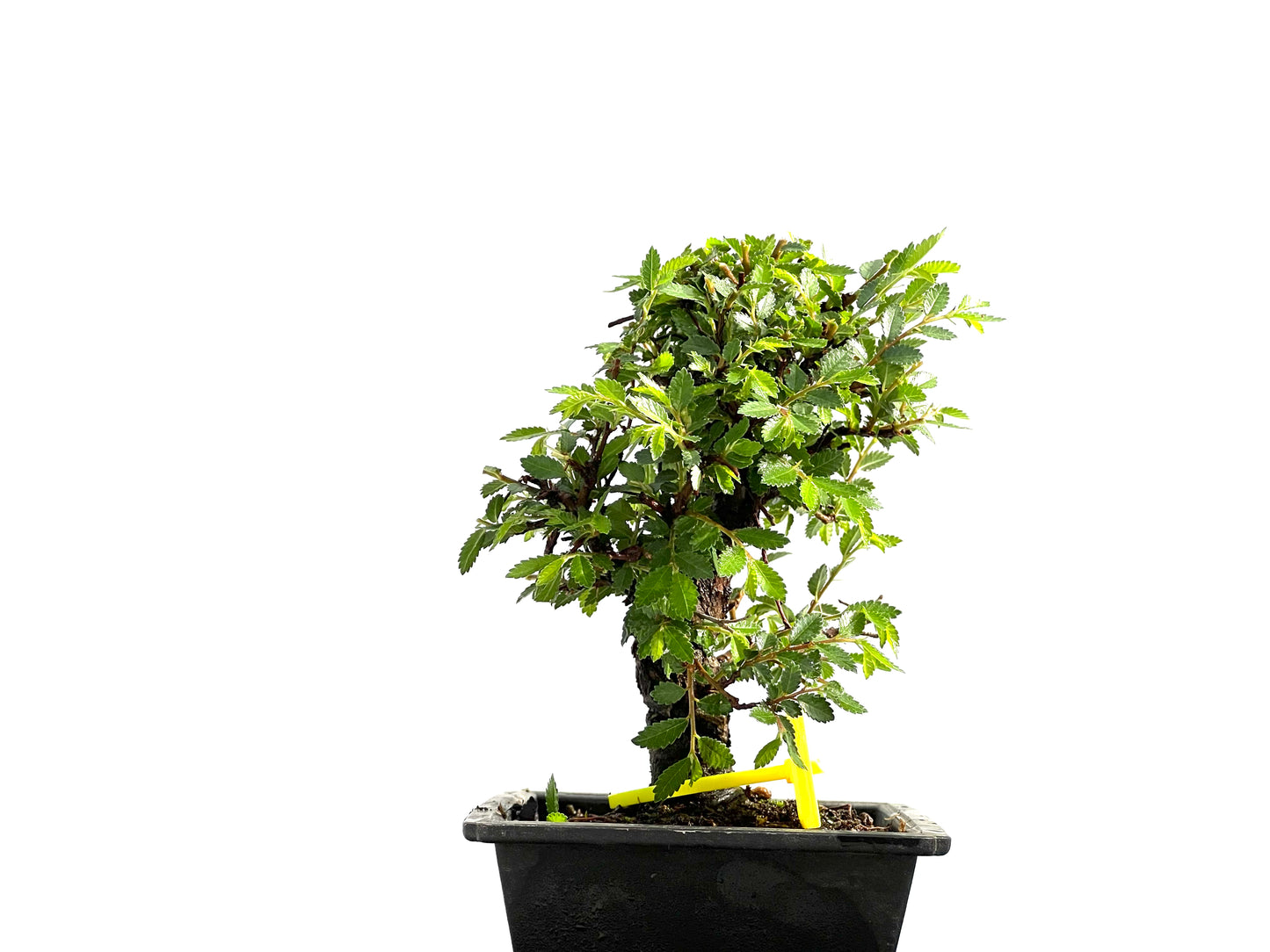 Zelkova Nire 0004