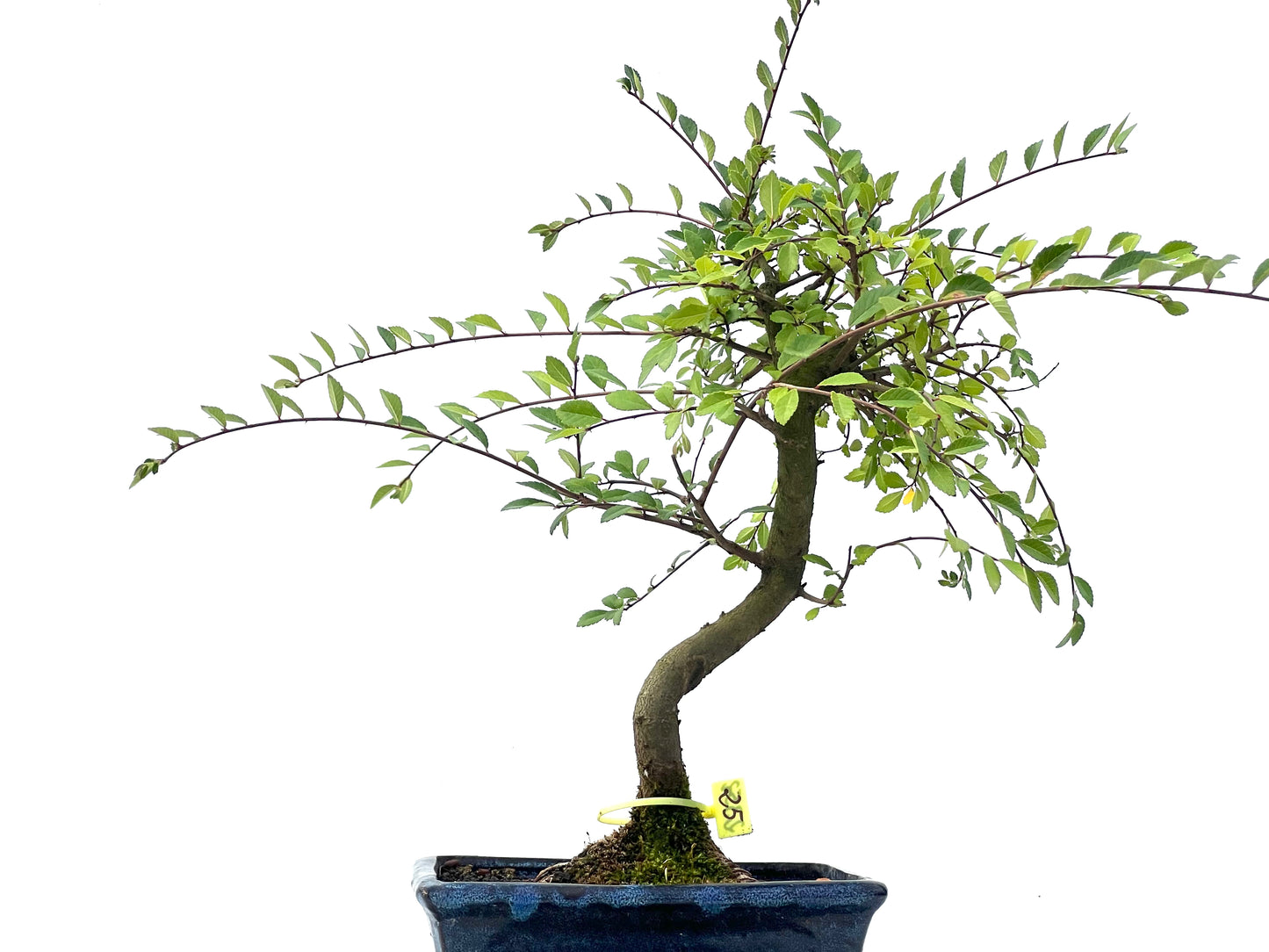 Ulmus Parvifolia 2352