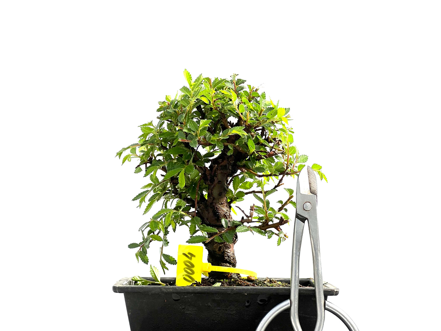 Zelkova Nire 0004