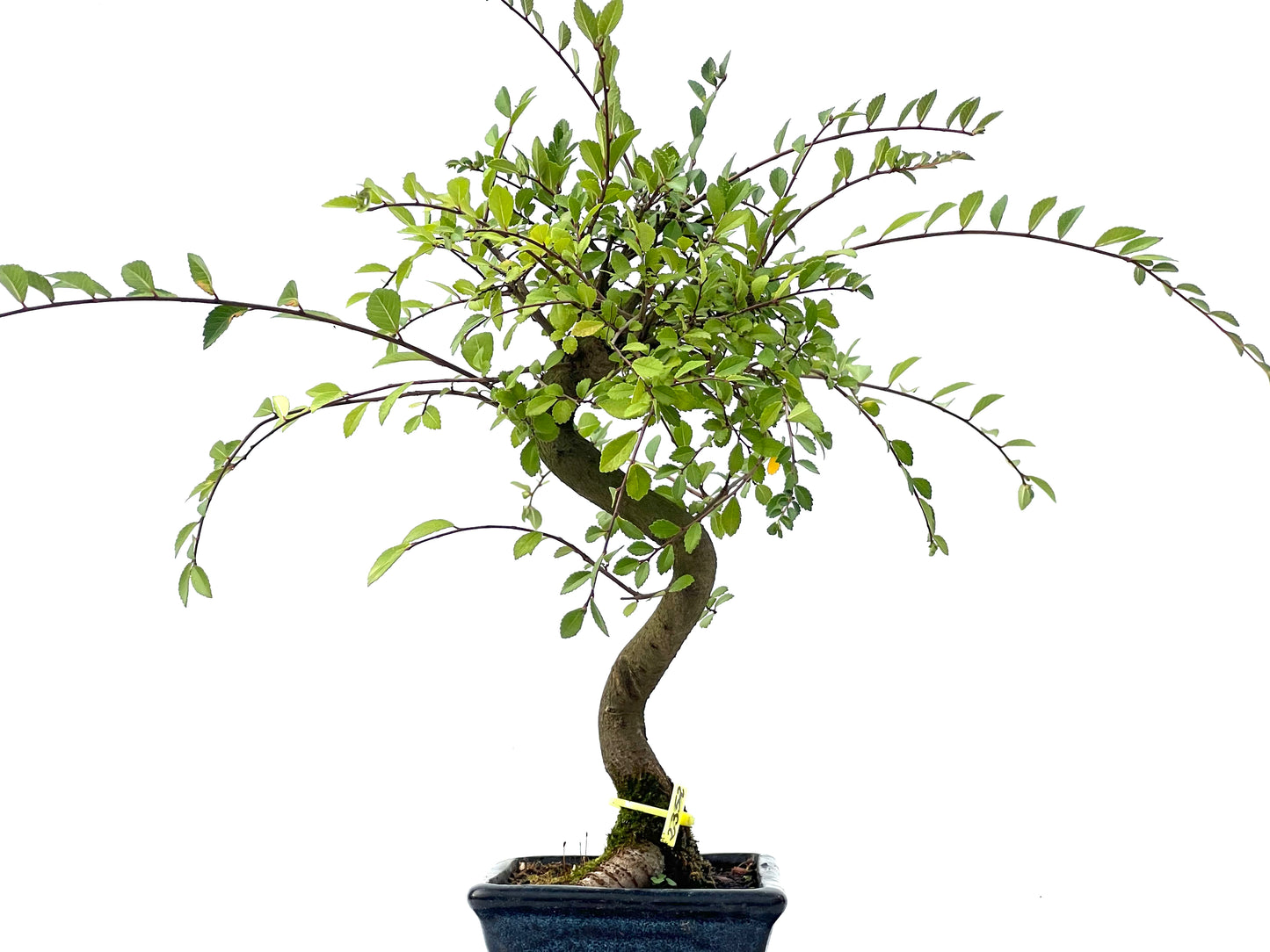 Ulmus Parvifolia 2352