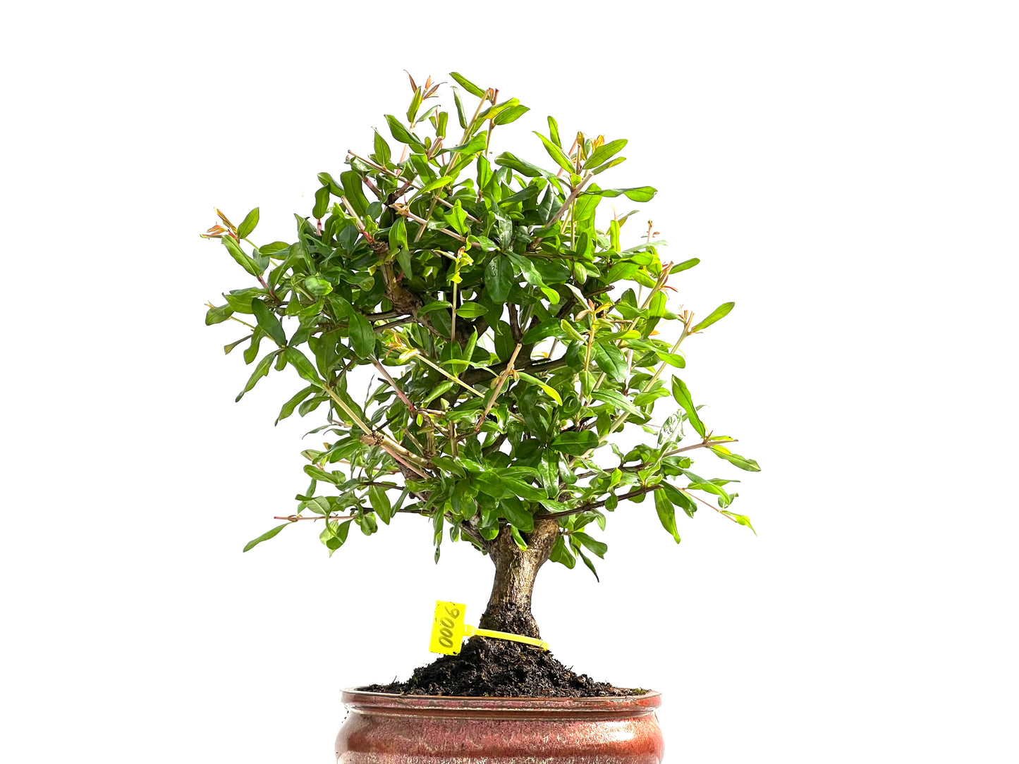 Punica Granatum Nejikan 0006