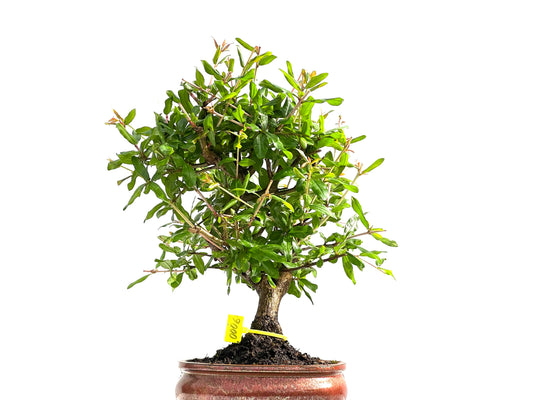 Punica Granatum Nejikan 0006