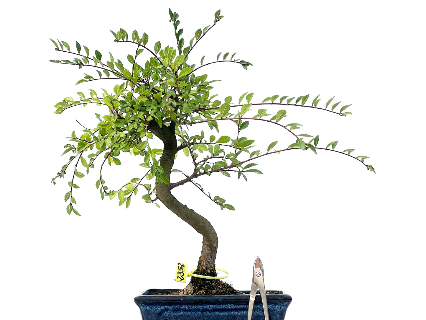 Ulmus Parvifolia 2352