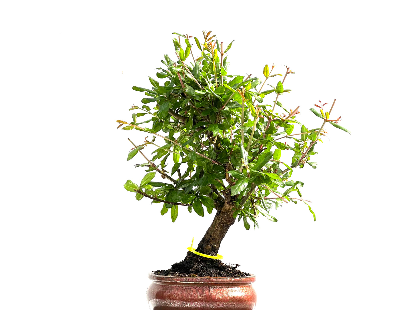 Punica Granatum Nejikan 0006