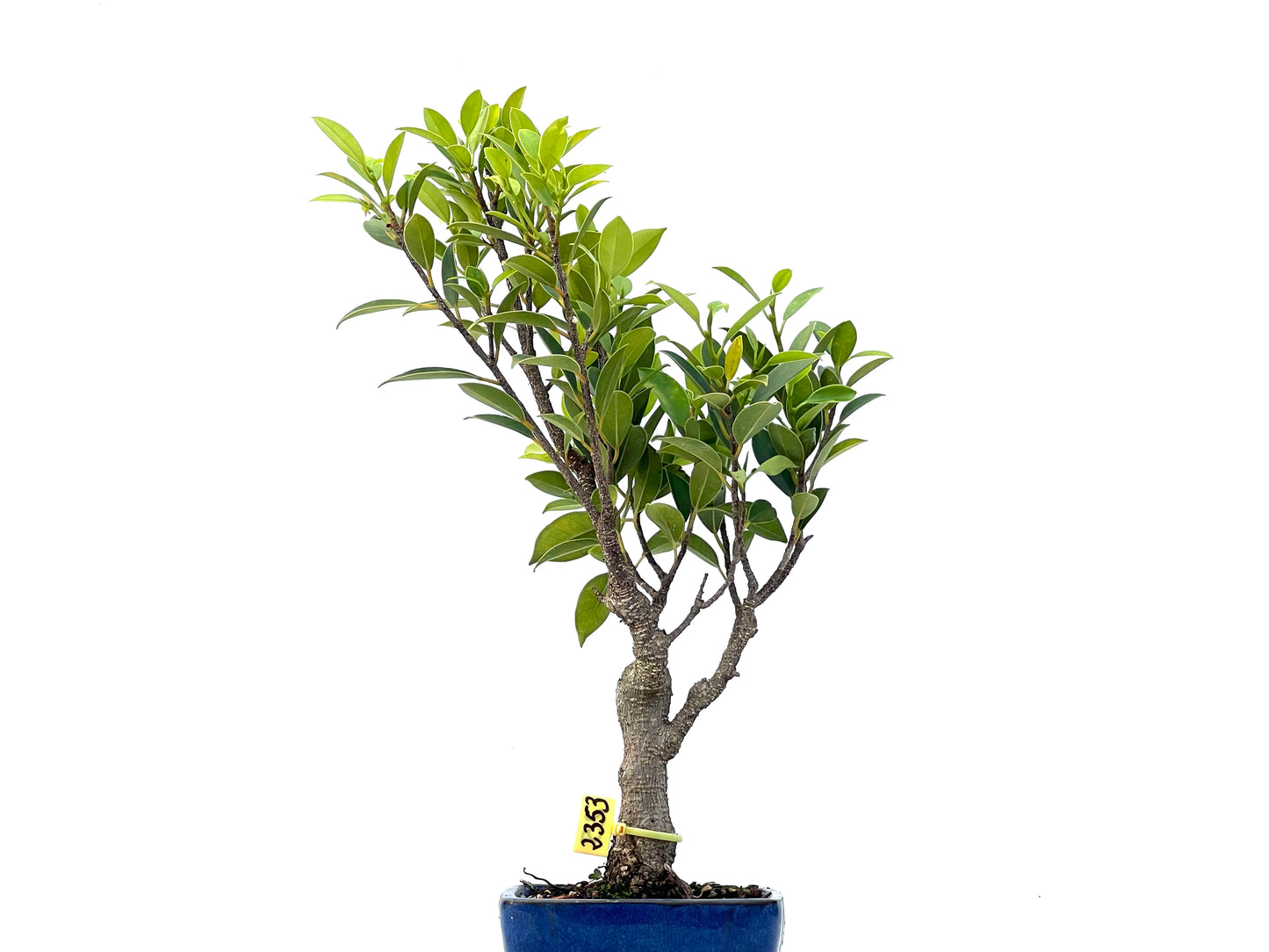 Ficus Tiger Bark 2353