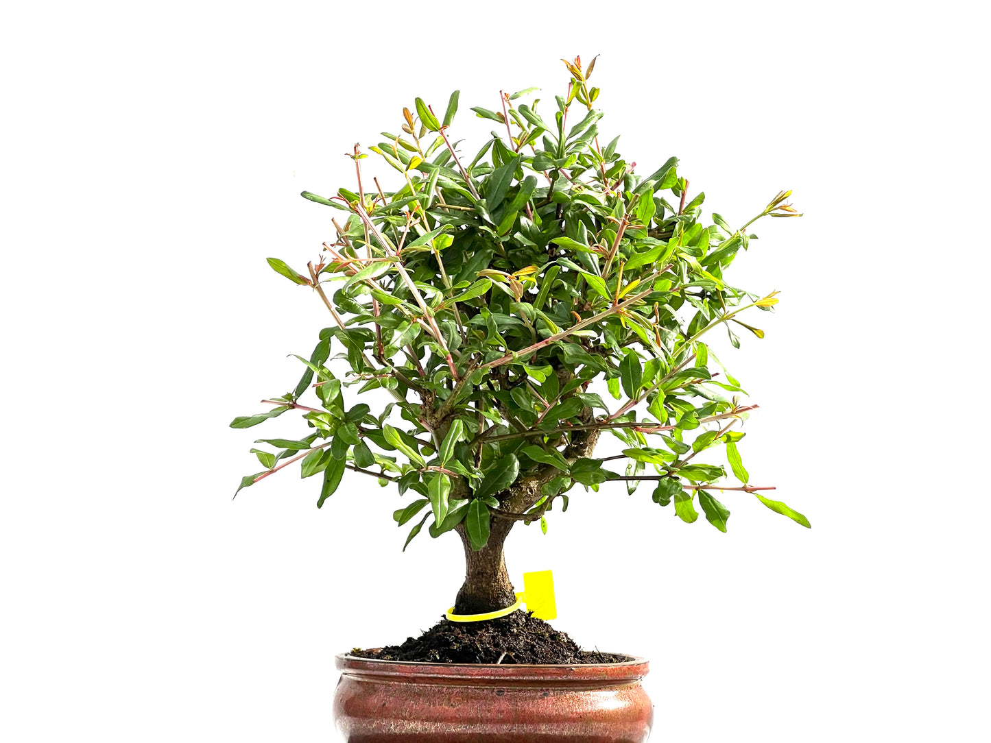 Punica Granatum Nejikan 0006
