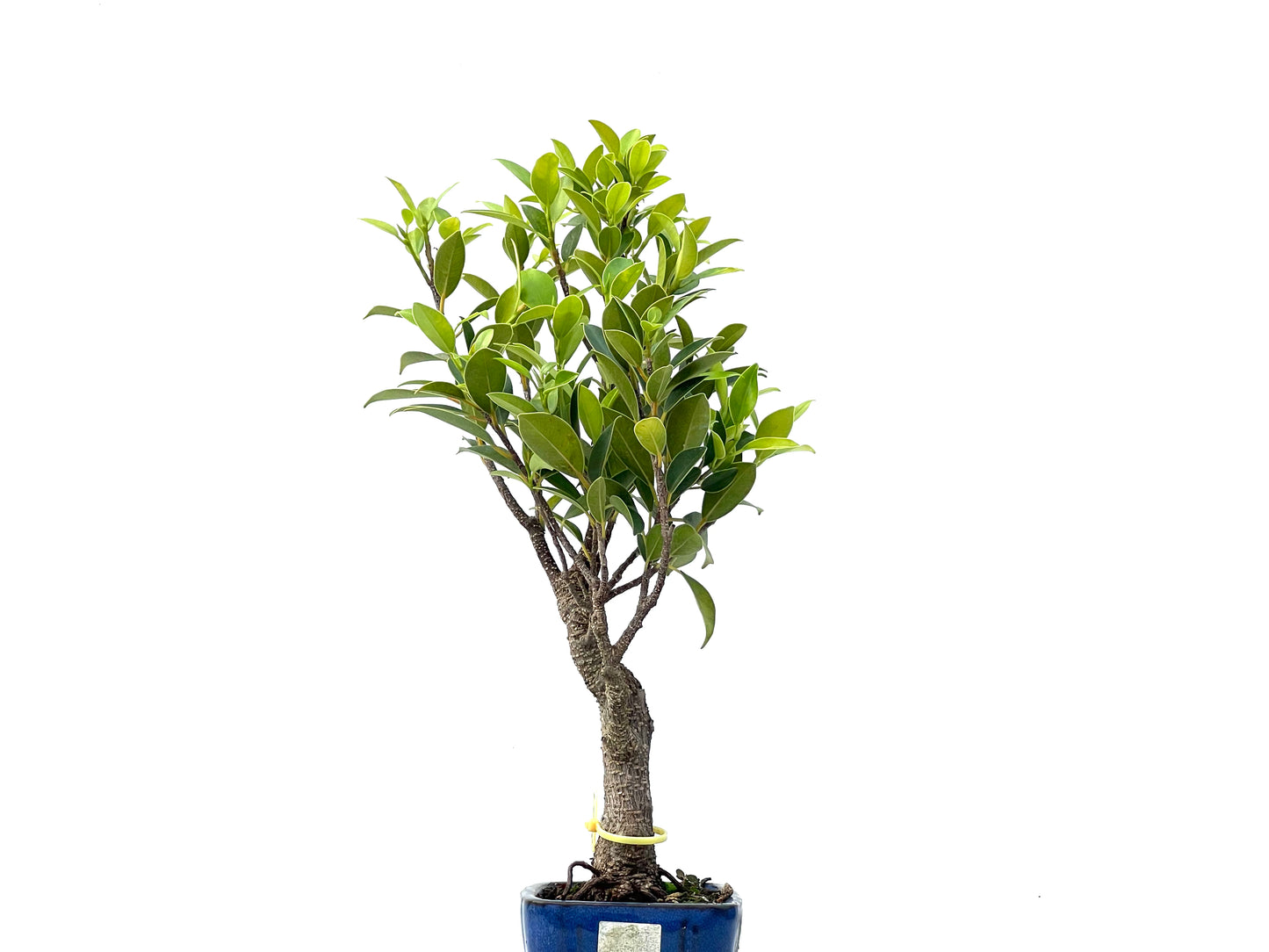 Ficus Tiger Bark 2353