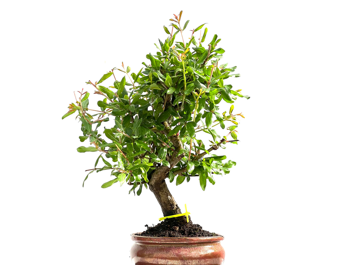 Punica Granatum Nejikan 0006