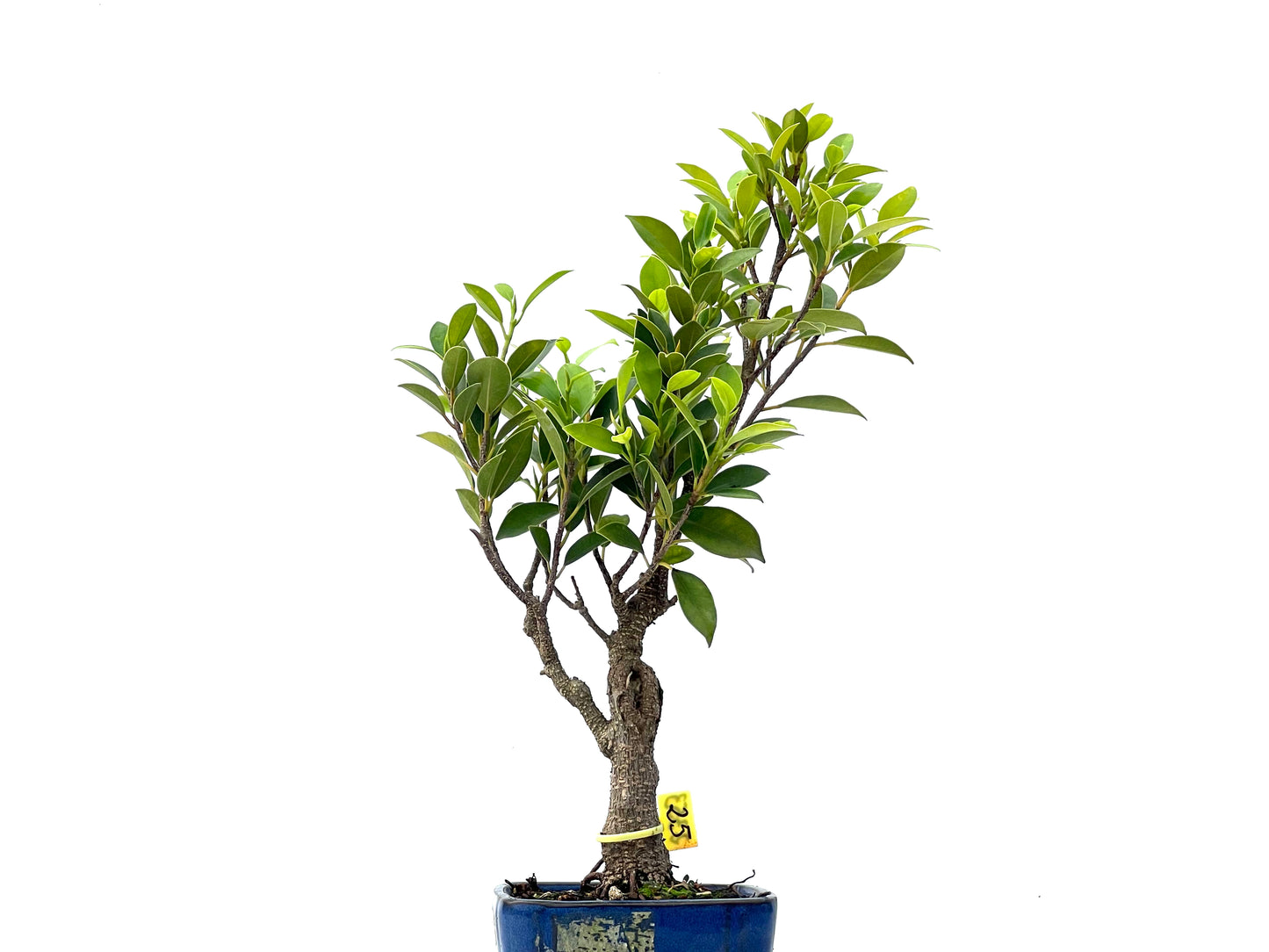 Ficus Tiger Bark 2353