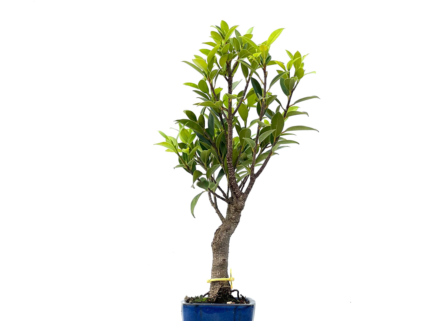 Ficus Tiger Bark 2353