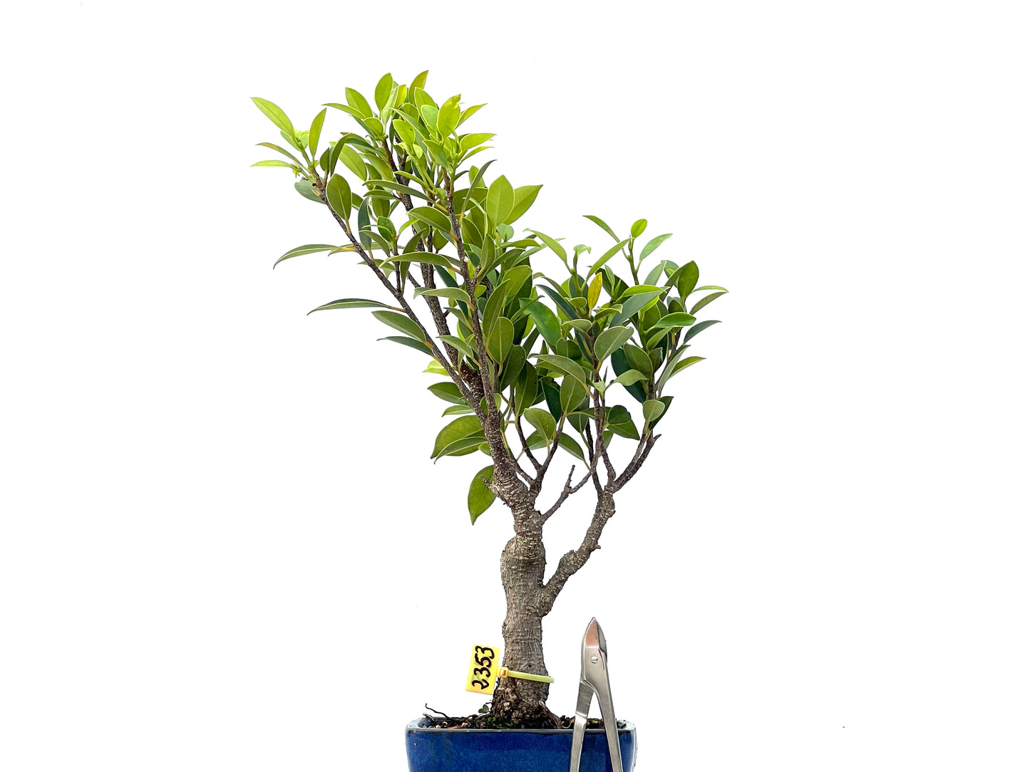 Ficus Tiger Bark 2353