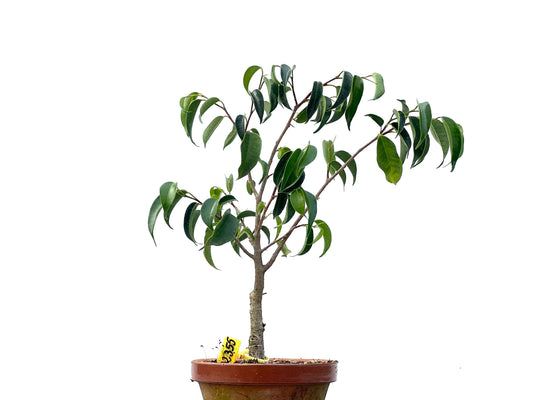 Ficus Benjamina 2355